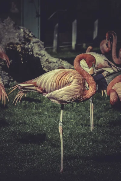 Flamingo portrait — Stock Photo, Image