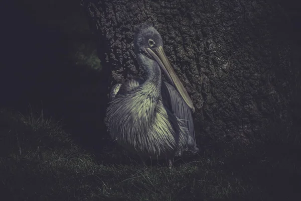 Pelikan aus Zoo — Stockfoto