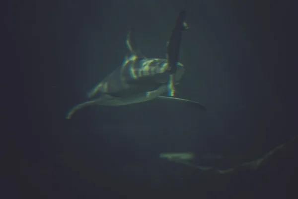 Great Shark Underwater — Stock Photo, Image