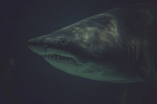 Большая акула под водой — стоковое фото