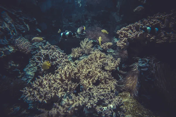 Petit récif corallien — Photo