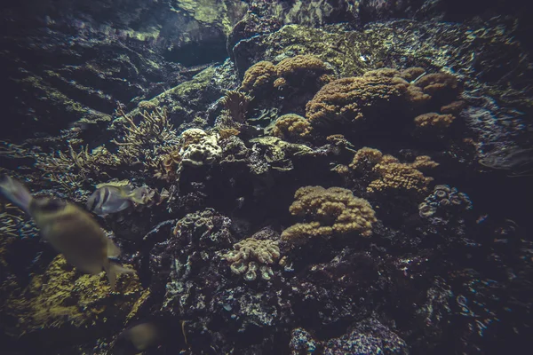 Küçük mercan — Stok fotoğraf