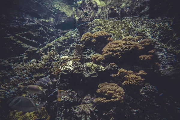 Små korallrev — Stockfoto