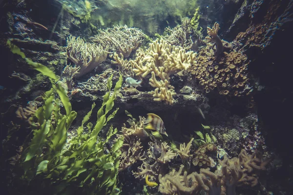 Små korallrev — Stockfoto