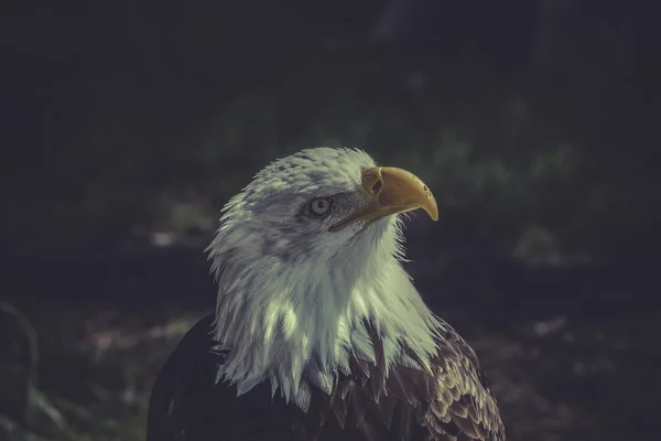 Amerikanischer Weißkopfseeadler — Stockfoto