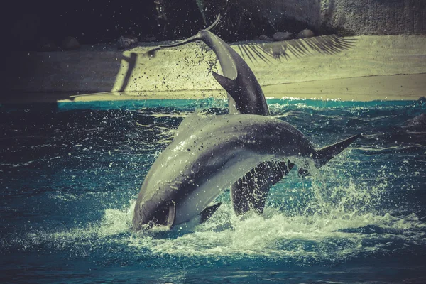 El delfín salta del agua —  Fotos de Stock