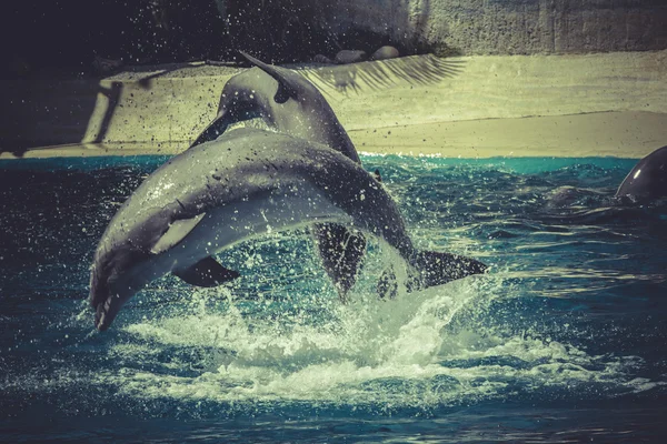 Dolphin jump out of the water — Stock Photo, Image