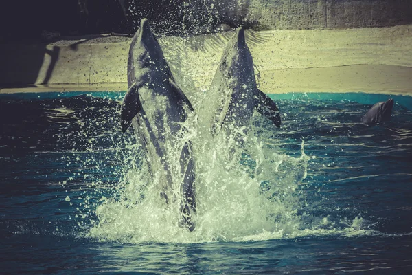 Dolphin melompat keluar dari air — Stok Foto