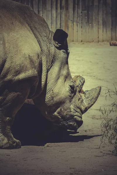 Beyaz rhino — Stok fotoğraf