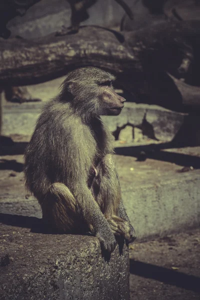Baboon in een boom — Stockfoto