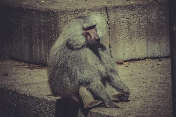 Baboon — Stock Photo, Image