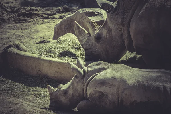 백색 코뿔소 — 스톡 사진