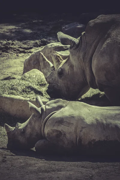 White rhino — Stock Photo, Image