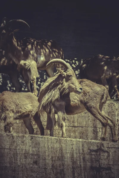 İspanyol dağ keçisi, — Stok fotoğraf