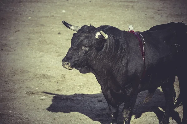 Fiesta tradicional española — Foto de Stock