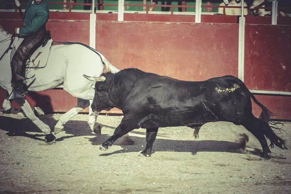 Fiesta tradicional española —  Fotos de Stock