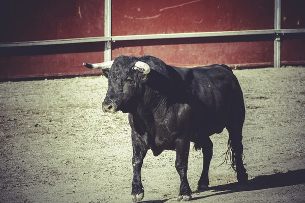 Hagyományos spanyol fél — Stock Fotó