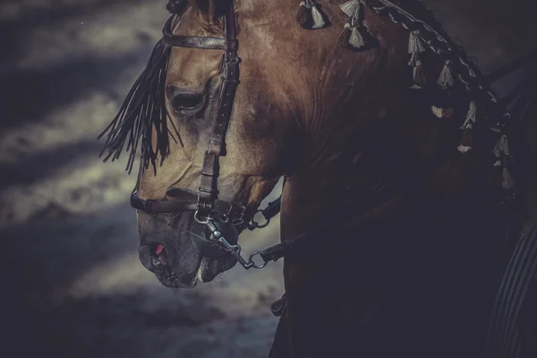 Traditionele Spaanse partij — Stockfoto