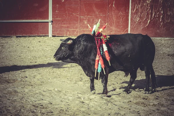 Traditionelle spanische Partei — Stockfoto