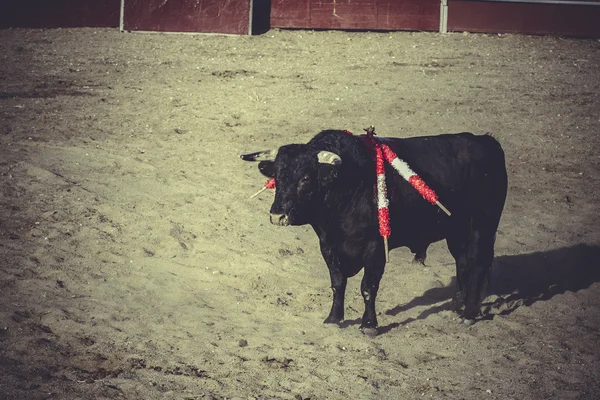 Fiesta tradicional española —  Fotos de Stock