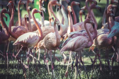 flamingolar grubu