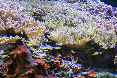 balıkla deniz yatağı