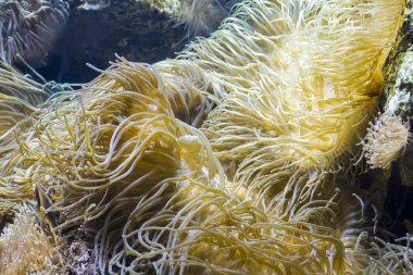 balıkla deniz yatağı