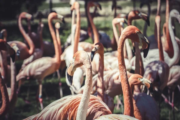 Flamingolar grubu — Stok fotoğraf