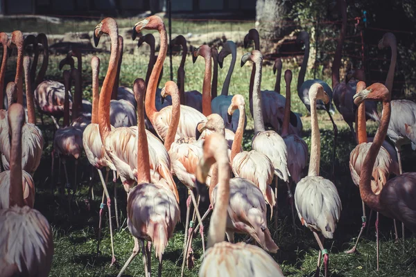Grupo de flamingo — Fotografia de Stock
