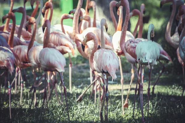 Gruppe af flamingoer - Stock-foto