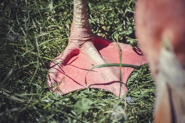 Detalle pierna de flamenco — Foto de Stock