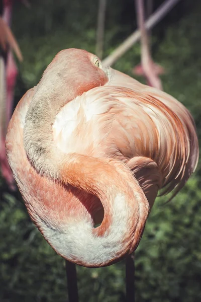 Detail des Flamingokopfes — Stockfoto