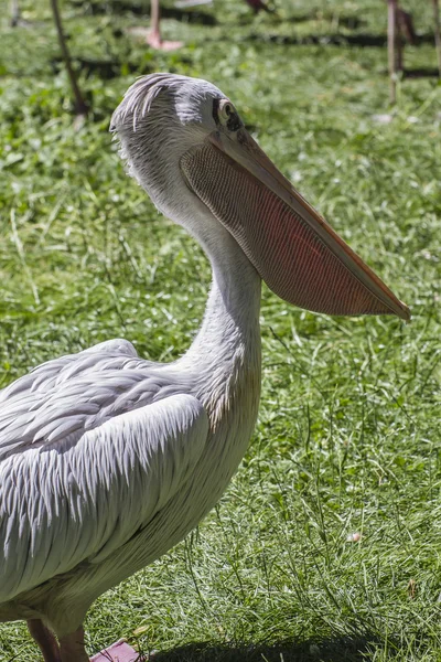 Pélican oiseau — Photo