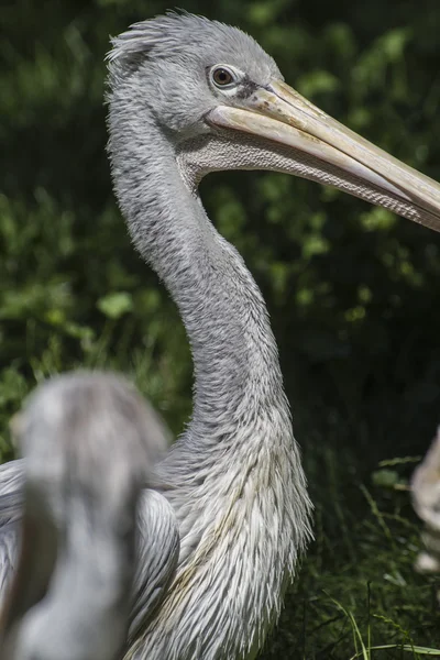 Pelicano aviário — Fotografia de Stock