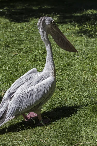 Pelican bird — Stock Photo, Image