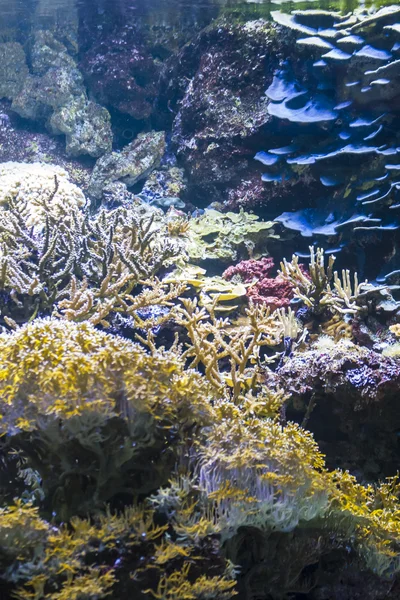 Fonds marins avec des poissons — Photo