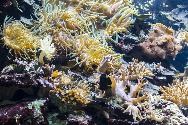 Fondos marinos con peces — Foto de Stock