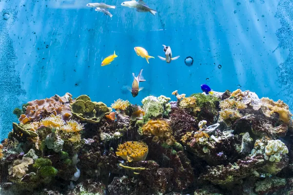 Fondali marini con pesce — Foto Stock