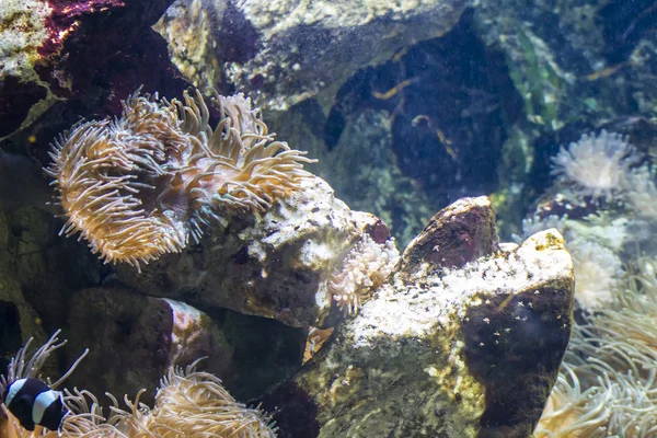 Fondos marinos con peces —  Fotos de Stock