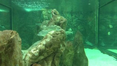 birçok goldfishes