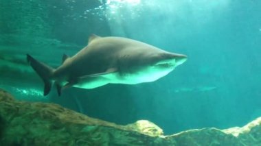 Sualtı köpekbalığı