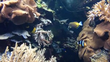 birçok Japon balığı su altında