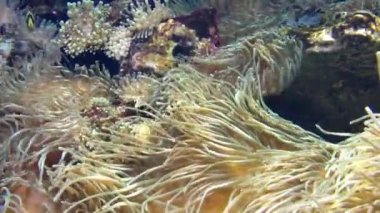 su altında balık Yüzme