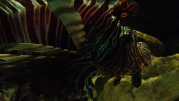 Bellissimo pesce tigre — Video Stock