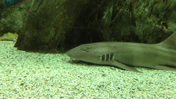 Requin sous-marin — Video