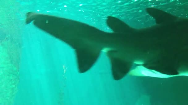 Hajar under vattnet — Stockvideo