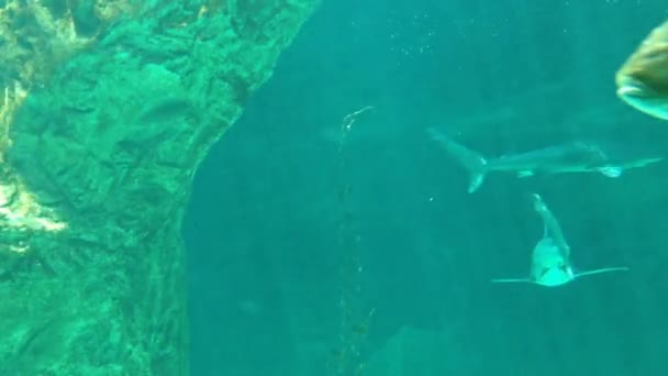 Requins sous-marins — Video