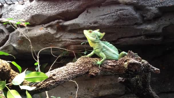 Chameleon rusten op een tak — Stockvideo