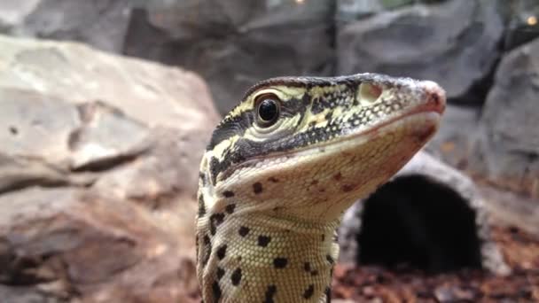 Lizard resting on a branch — Stock Video