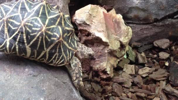 Schildpad vreemd lopen — Stockvideo